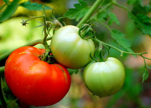 Best Tomato Growing Tips