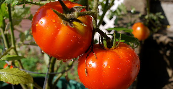 Perfect Timing For Growing Tomatoes