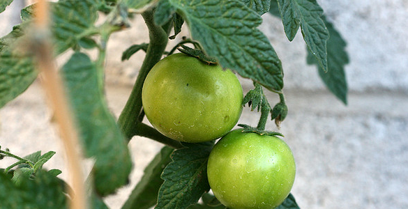 Growing Tomatoes From Seeds